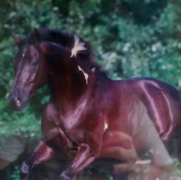 Elegant Horses by Equestrian & Artist Debby Thomas; Beautiful Set!
